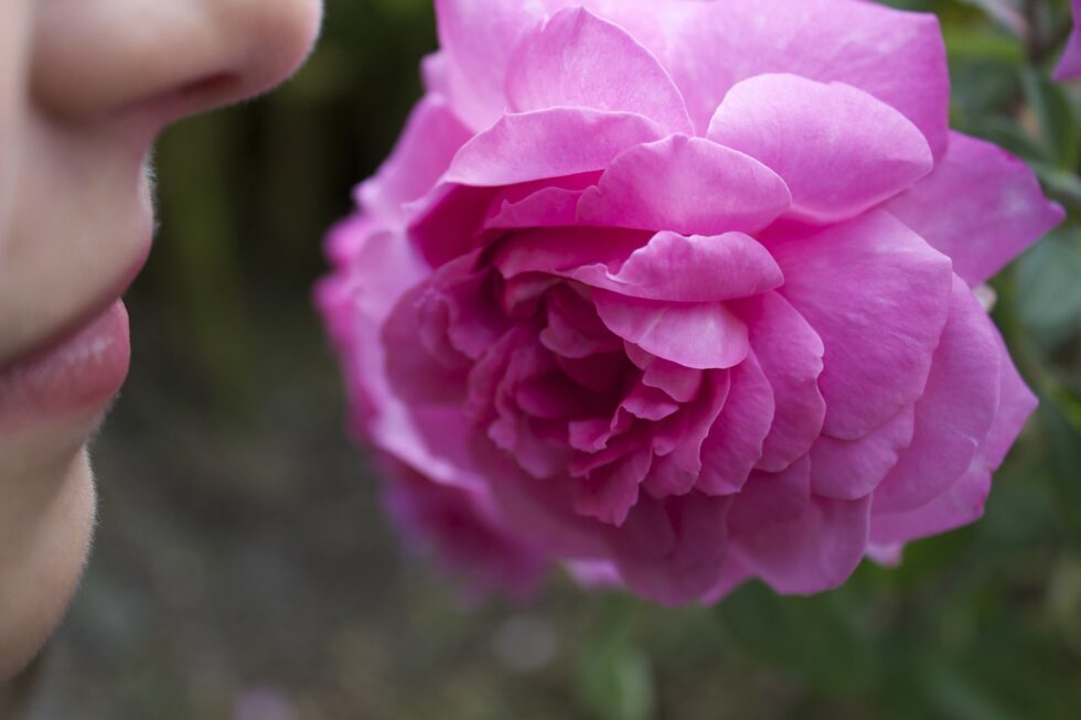 Rosenblüte